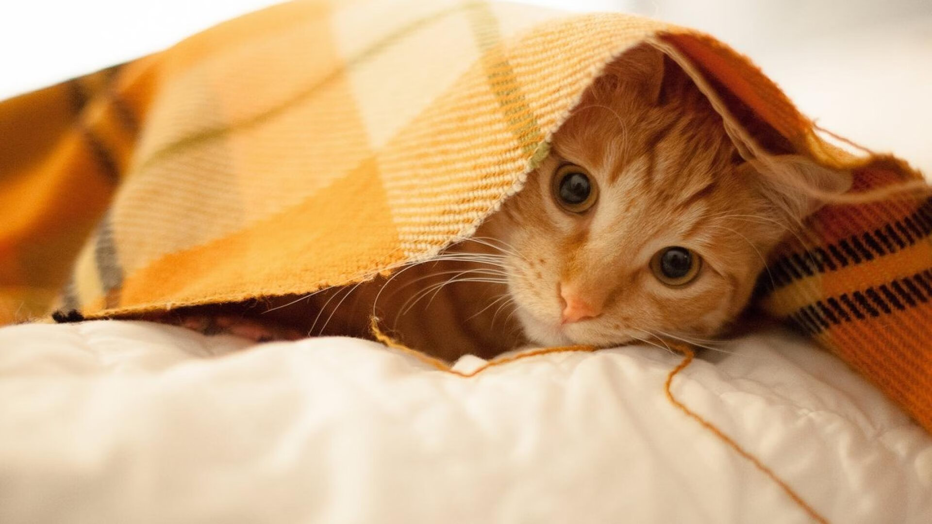 长刃出鞘！孙铭徽末节19分率广厦逆转北京，五棵松陷入死寂