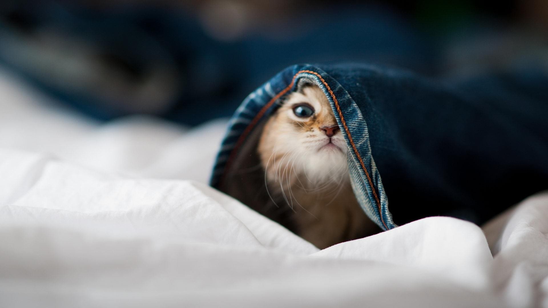 红土无声处听惊雷，辛纳的关键制胜与碾压背后的场地哲学