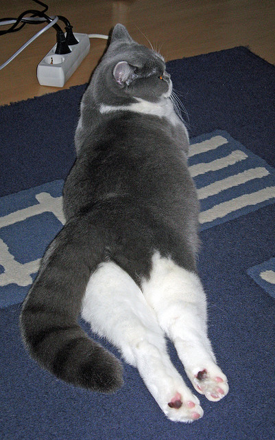 奥恰洛夫刺破碾压幻象,当德意志铁骑的孤星,照亮日本军团的暗面