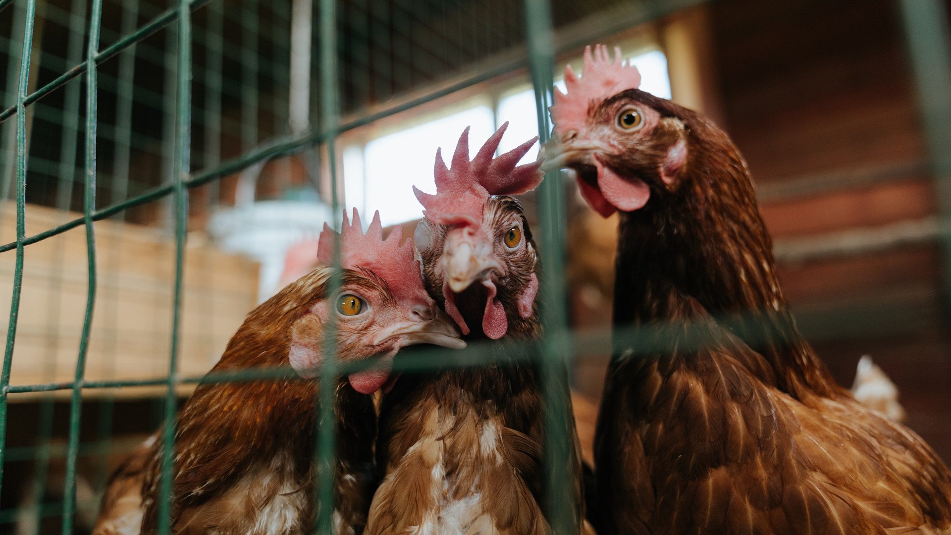 轻取年终总决赛却弃战拉沃尔杯，德约科维奇火热状态下的冰冷算计