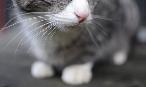 唯一破局者，箭矢穿心！福登欧冠决赛夜的不朽时刻