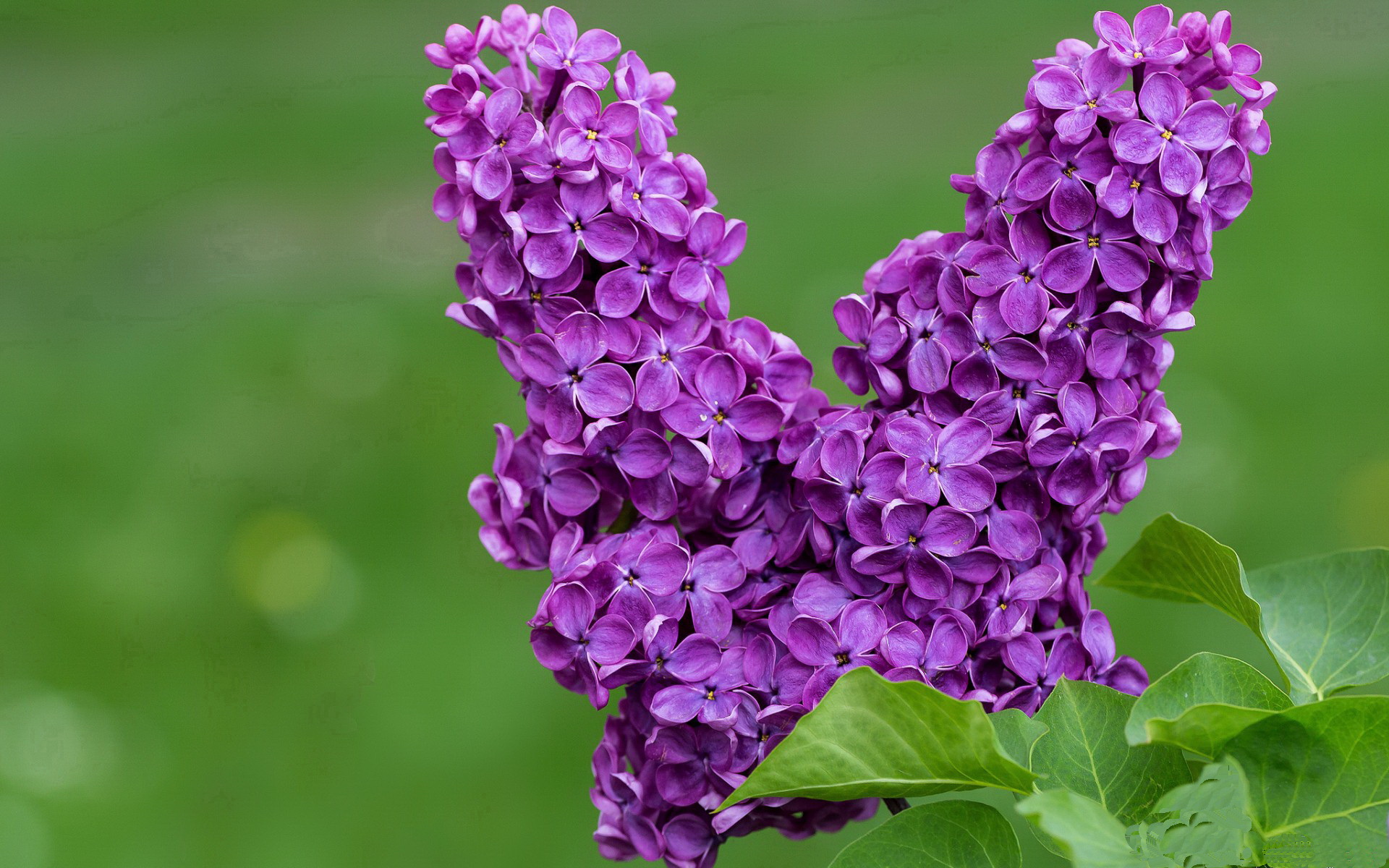 青春风暴席卷航母，杰伦·格林关键时刻的巨星宣言