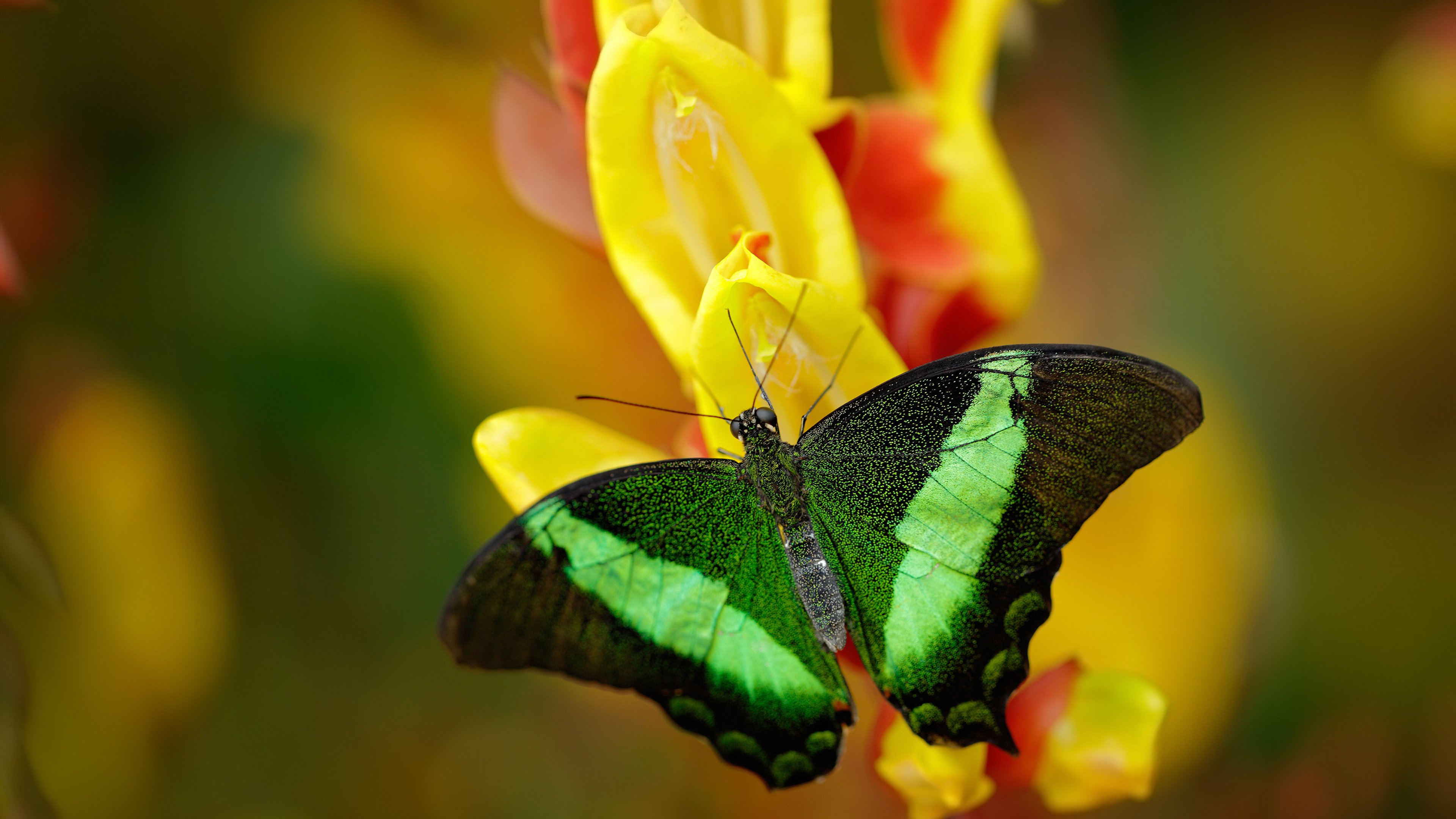 冰与火之诗,加克波在玻利维亚高原对决冰岛战吼