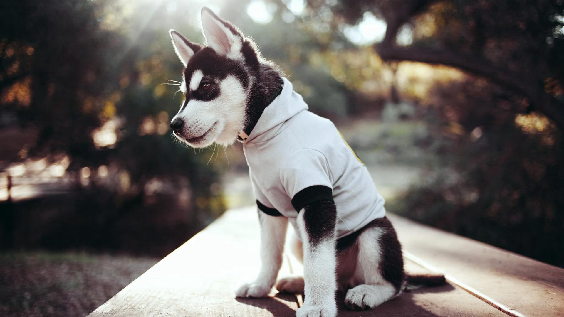 F1新赛季揭幕战,节奏掌控的艺术与威尔士足球对多特蒙德的启示