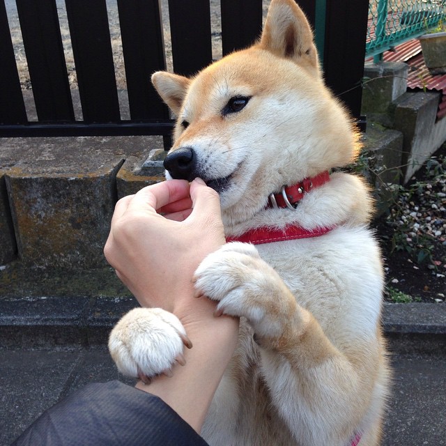 肌肉浇筑的胜利,西决生死夜,锡安-威廉森用持续杀伤撕开卫冕之路