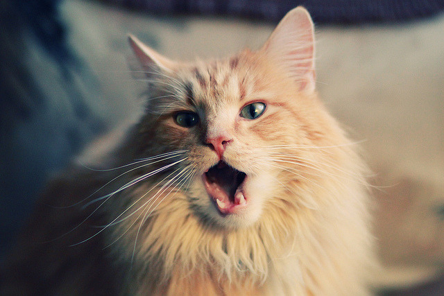 穿越时光的火焰,当纳什的太阳遇上詹姆斯的意志,谁定义了篮球的关键时刻?