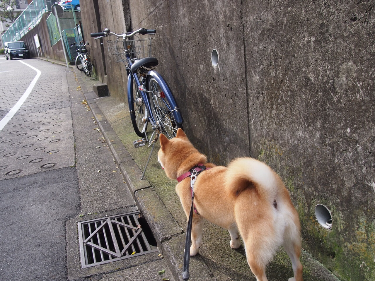 密不透风的墙，当拉文放下得分键，灰熊在窒息防守中逆袭火箭